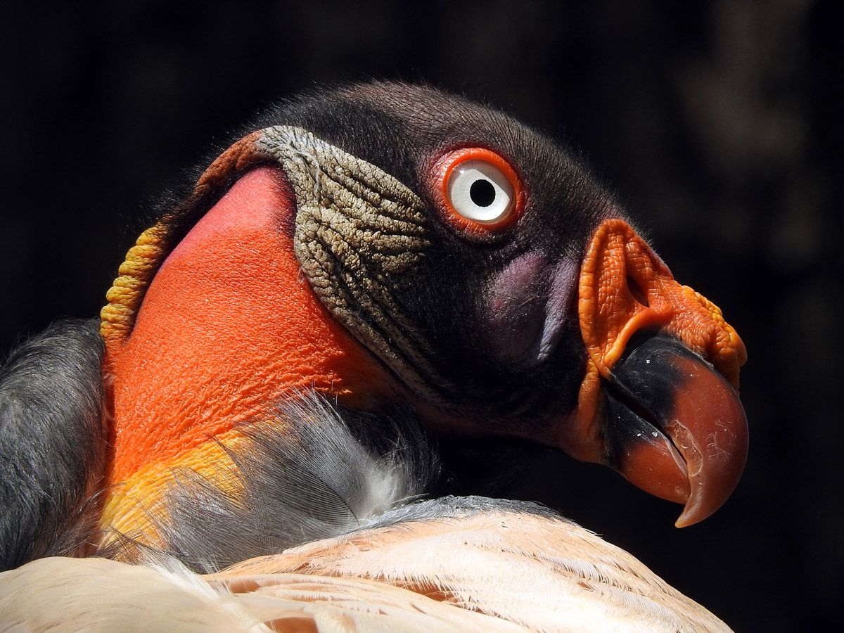 King Vulture