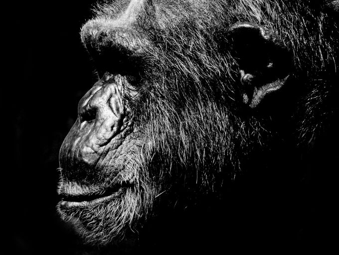 Black&White Chimp Portrait