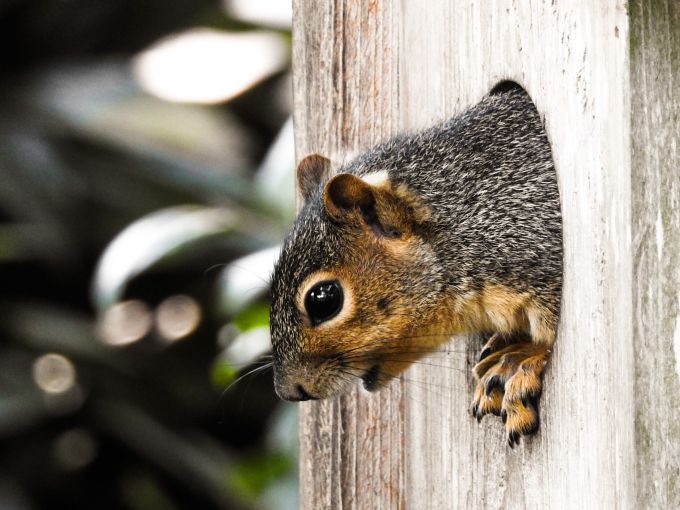 Squirrel