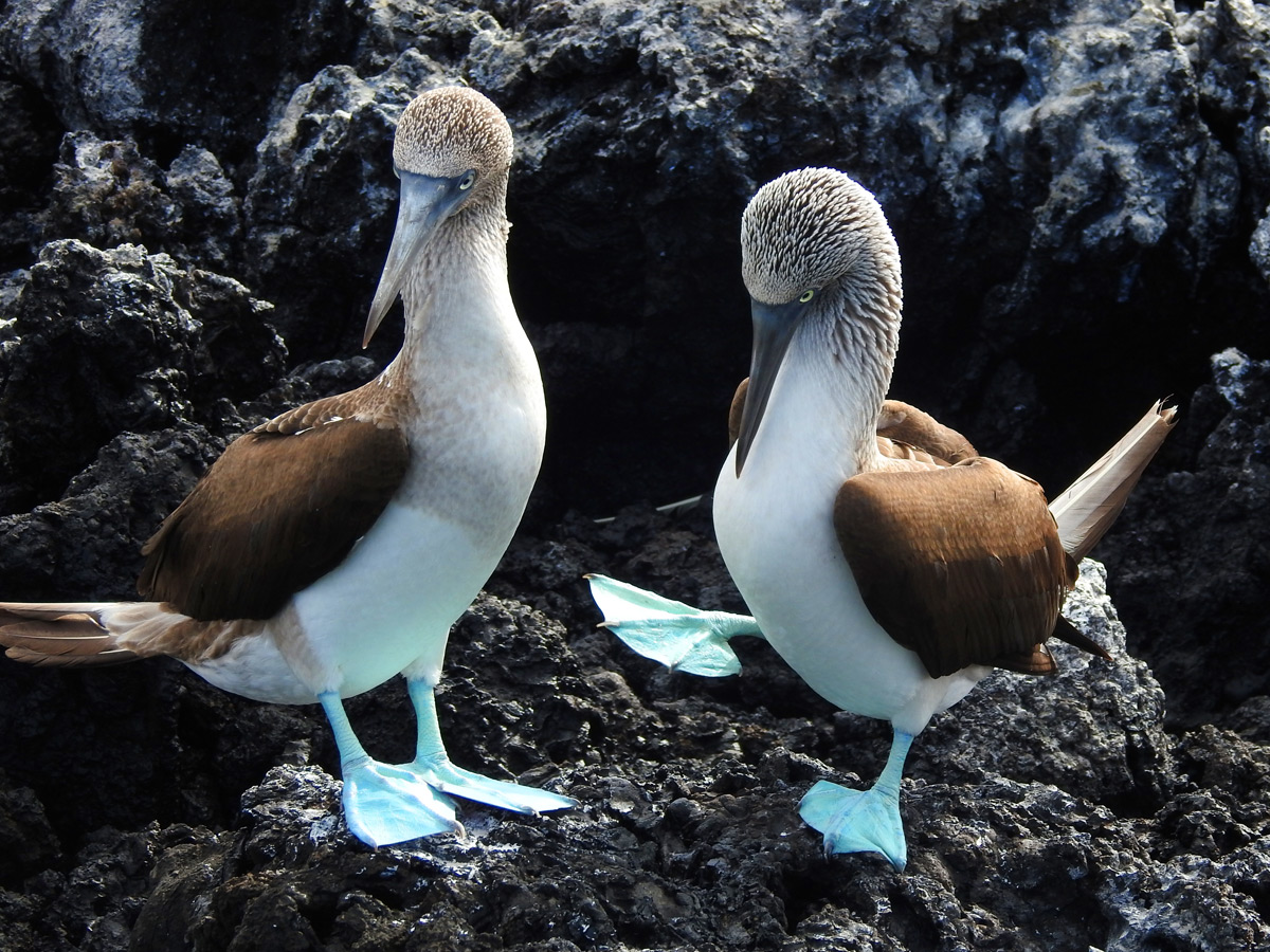 Blue-Footed Booby