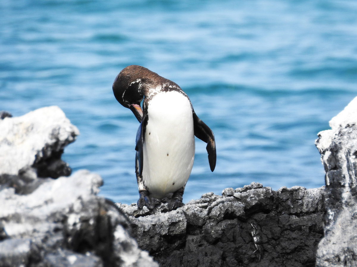 Galapagos Penguins